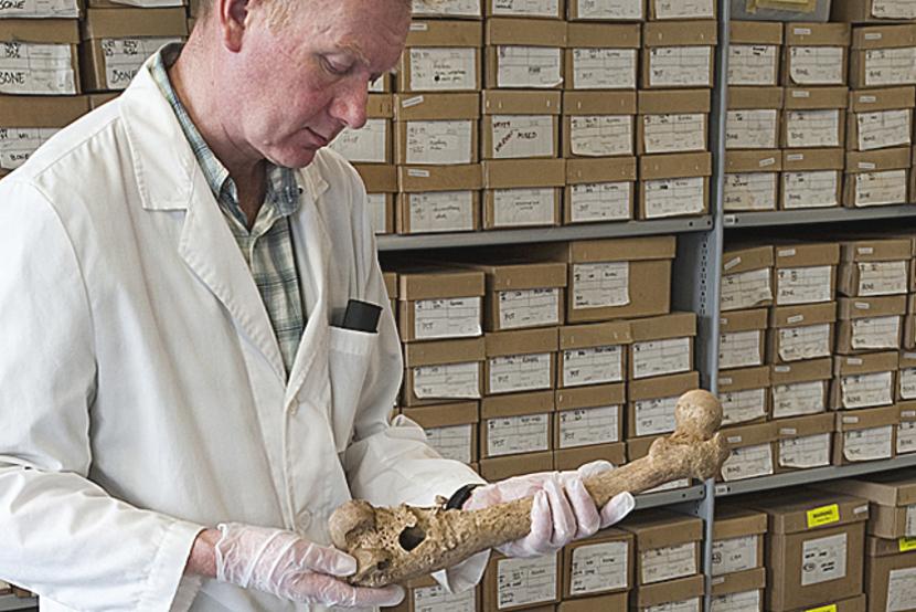 Osteologist Don Walker examining bones