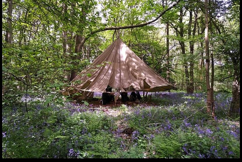 A temporary shelter in a wood filled with bluebells