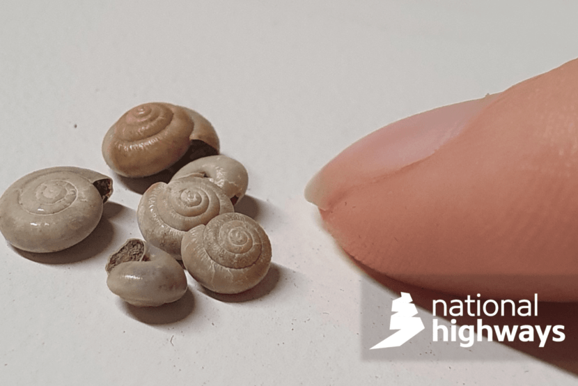 tiny snail shells from the A428 excavation with a human fingertip for scale
