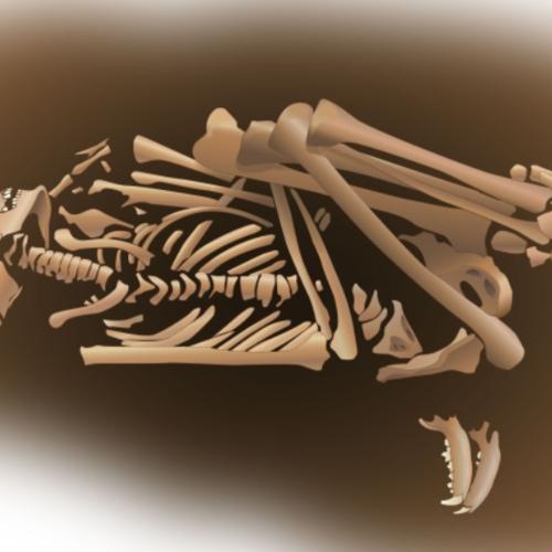 illustration of an inhumation burial