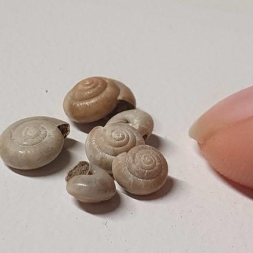 snail shells from the A428 excavations