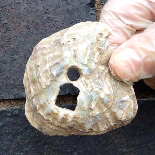 MOLA (Museum of London Archaeology) two-holed oyster shell from the Thames Discovery Programme
