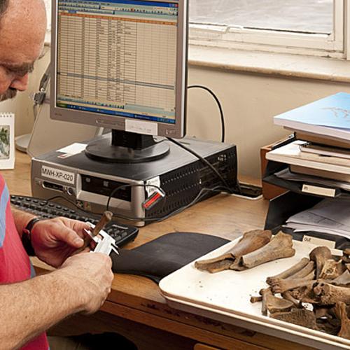 Zooarchaeologist examining animal bones