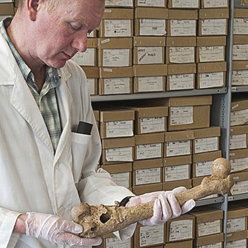 Osteologist Don Walker examining bones