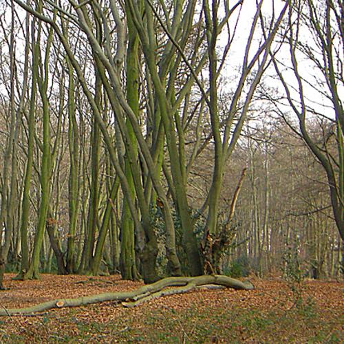 Loughton Camp Iron Age hillfort, Essex