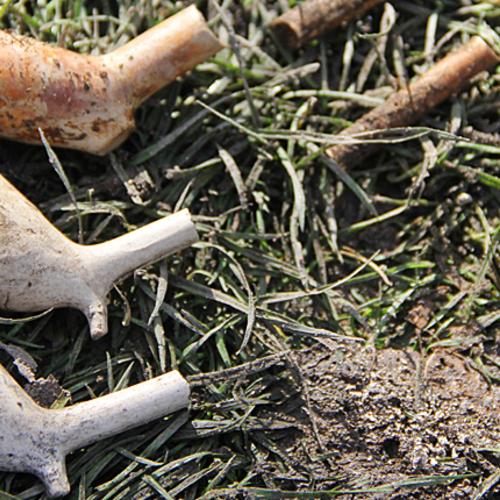 Clay pipes from Allen Garden training dig